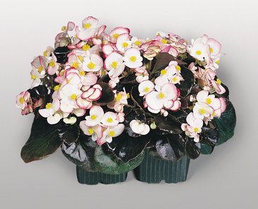 Бегония вечноцветущая (бронзовая листва) (Begonia semperflorens)