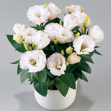 Лизиантус (Эустома) крупноцветковый (Lisianthus grandiflorum)