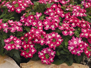 Вербена гибридная (Verbena hybrida)