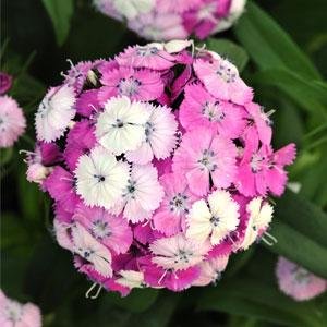 Гвоздика турецкая (Dianthus barbatus)