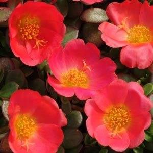 Портулак огородный (Portulaca oleracea)