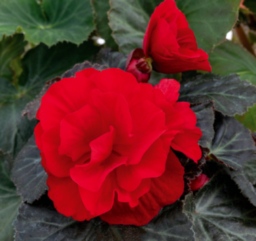Бегония клубневая махровая (Begonia tuberhybrida)