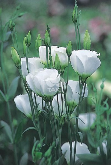 Лизиантус (Эустома) крупноцветковый (Lisianthus grandiflorum)