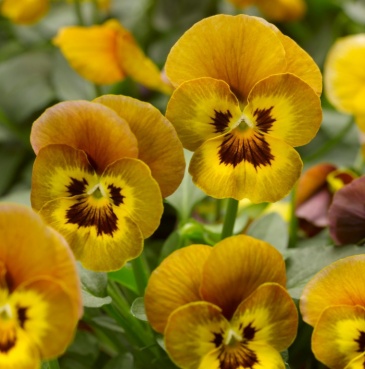 Виола рогатая (Viola cornuta)