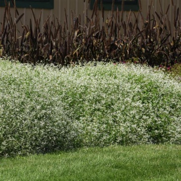 Молочай злаковидный (Euphorbia graminea)