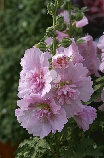 Мальва (Штокроза) розовая (Alcea rosea annua)