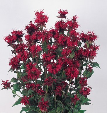 Монарда двойчатая (Monarda didyma)