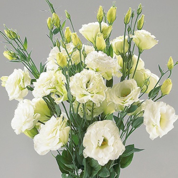 Лизиантус (Эустома) крупноцветковый (Lisianthus grandiflorum)