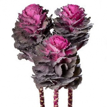 Декоративная капуста (Brassica oleracea)