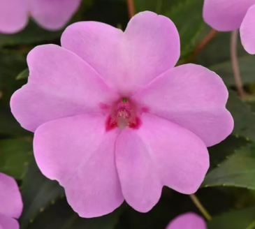 Бальзамин гибридный межвидовой (Impatiens walleriana) Бальзамин гибридный межвидовой (Impatiens walleriana)