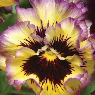 Виола виттрока махровая (Viola wittrockiana)