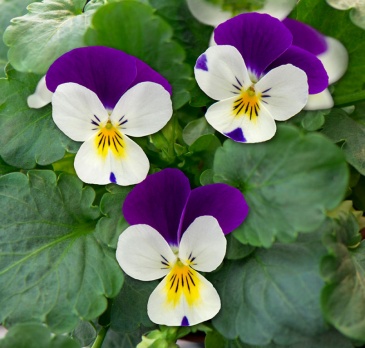 Виола рогатая (Viola cornuta)
