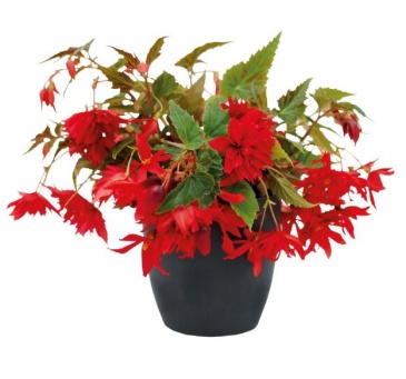 Бегония гибридная ампельная (зеленая листва) (Begonia hybrida)