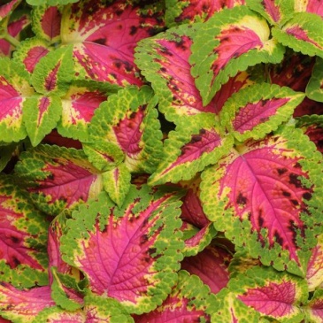 Колеус гибридный (Coleus х hybrida)