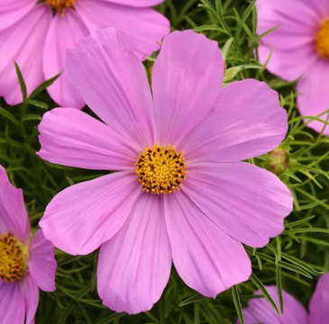 Космея дваждыперистая (Cosmos bipinnatus)