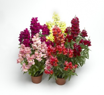 Львиный зев (Антирринум) большой (Antirrhinum majus)