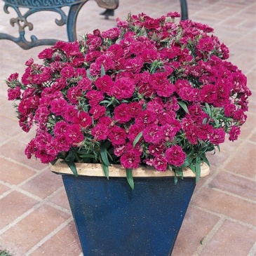 Гвоздика турецкая (Dianthus barbatus)