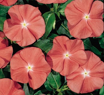 Катарантус розовый (Vinca rosea)