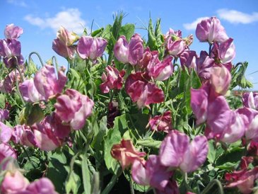 Горошек душистый (Lathyrus odoratus)
