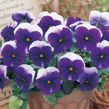Виола рогатая (Viola cornuta)