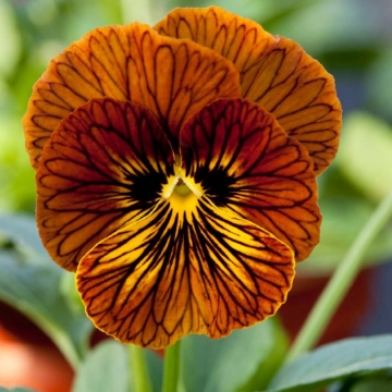 Виола рогатая (Viola cornuta)