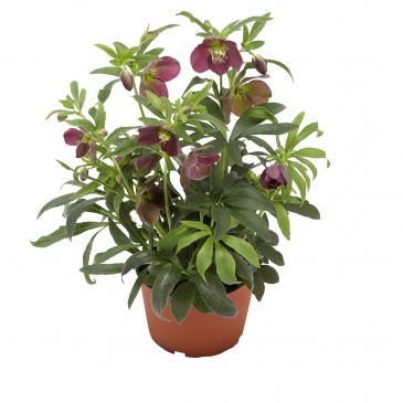 Морозник восточный (Helleborus orientalis)