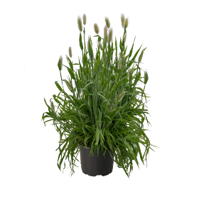 Зайцехвост овальный  (Lagurus ovatus)