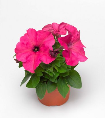 Петуния крупноцветковая (генетически компактная) (Petunia grandiflora)