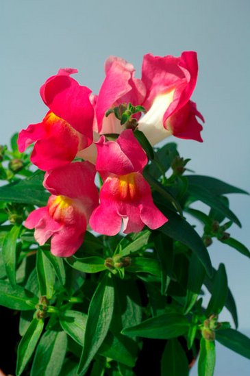 Львиный зев (Антирринум) большой (Antirrhinum majus)