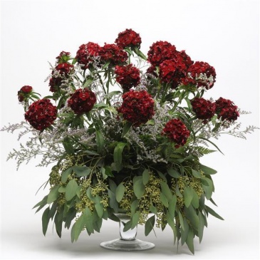 Гвоздика турецкая (Dianthus barbatus)