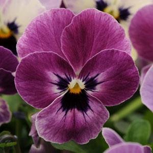 Виола рогатая (Viola cornuta)