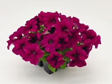 Петуния крупноцветковая (Petunia grandiflora)