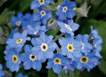 Незабудка лесная (Myosotis sylvatica)