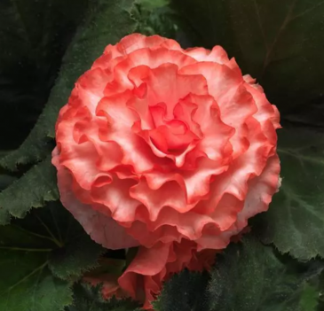 Бегония клубневая махровая (Begonia tuberhybrida)