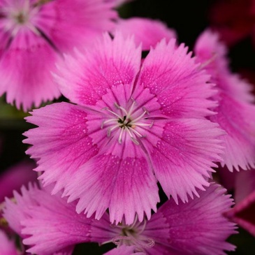 Гвоздика китайская х турецкая (Dianthus chinensis x barbatus)