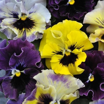 Виола виттрока махровая (Viola wittrockiana)