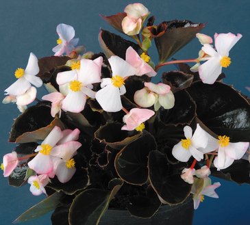 Бегония вечноцветущая (бронзовая листва) (Begonia semperflorens)
