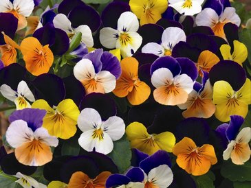 Виола рогатая (Viola cornuta)