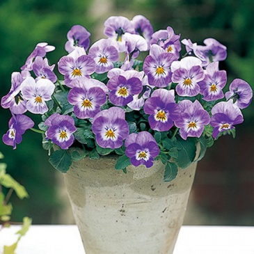 Виола рогатая ампельная (Viola cornuta)