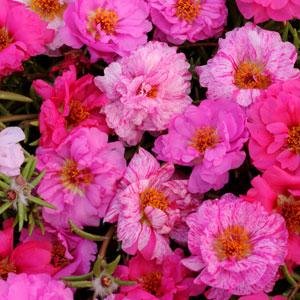 Портулак крупноцветковый (Portulaca grandiflora)