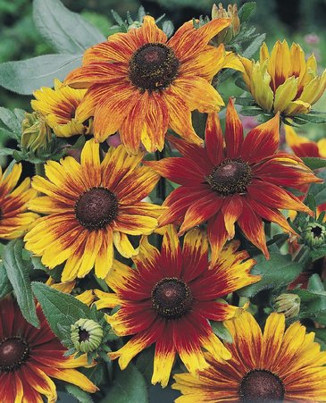 Рудбекия волосистая (Rudbeckia hirta)