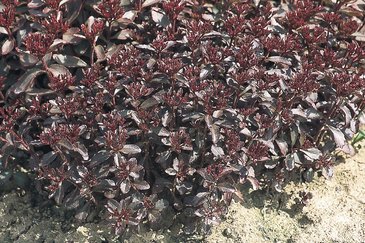 Седум ложный (Sedum spurium)