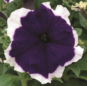 Петуния крупноцветковая (Petunia grandiflora)