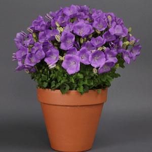 Колокольчик карпатский (Campanula carpatica)