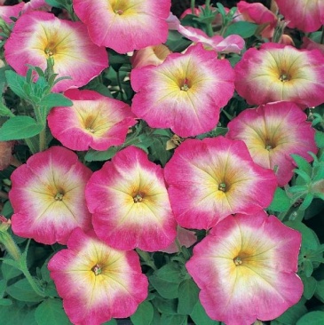 Петуния многоцветковая (Petunia multiflora)