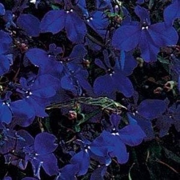 Лобелия ежевидная ампельная (Lobelia erinus)