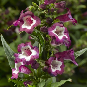 Пенстемон Хартвига (Penstemon hartwegii)