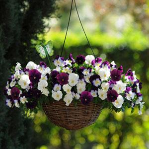 Виола виттрока ампельная (Viola wittrockiana)