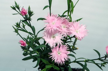 Гвоздика гибридная (Dianthus interspecific)