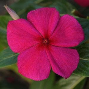 Катарантус розовый (Vinca rosea)